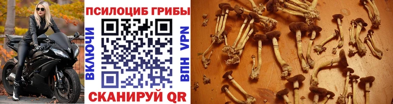 где можно купить   Велиж  Псилоцибиновые грибы ЛСД 